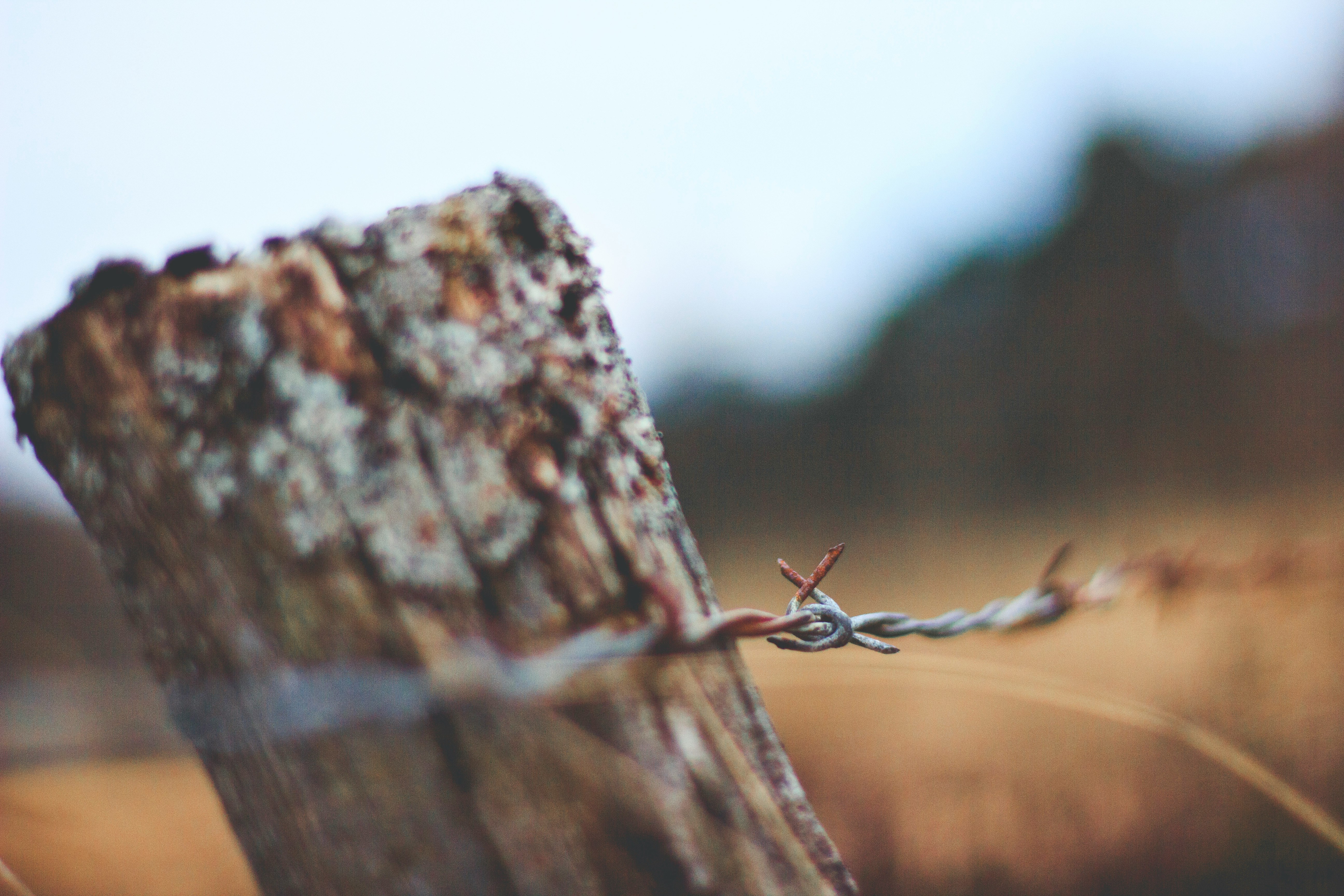 selective focus photo of barbwire